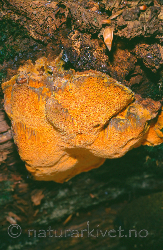 KA 11 00 0004 / Hapalopilus croceus / Safrankjuke