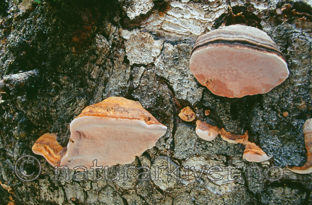 KA 11 00 0136 / Fomitopsis rosea / Rosenkjuke