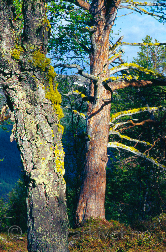 KA 12 00 0002 / Letharia vulpina / Ulvelav