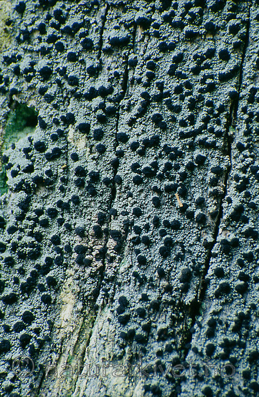 KA 12 00 0028 / Cyphelium inquinans / Gråsotbeger