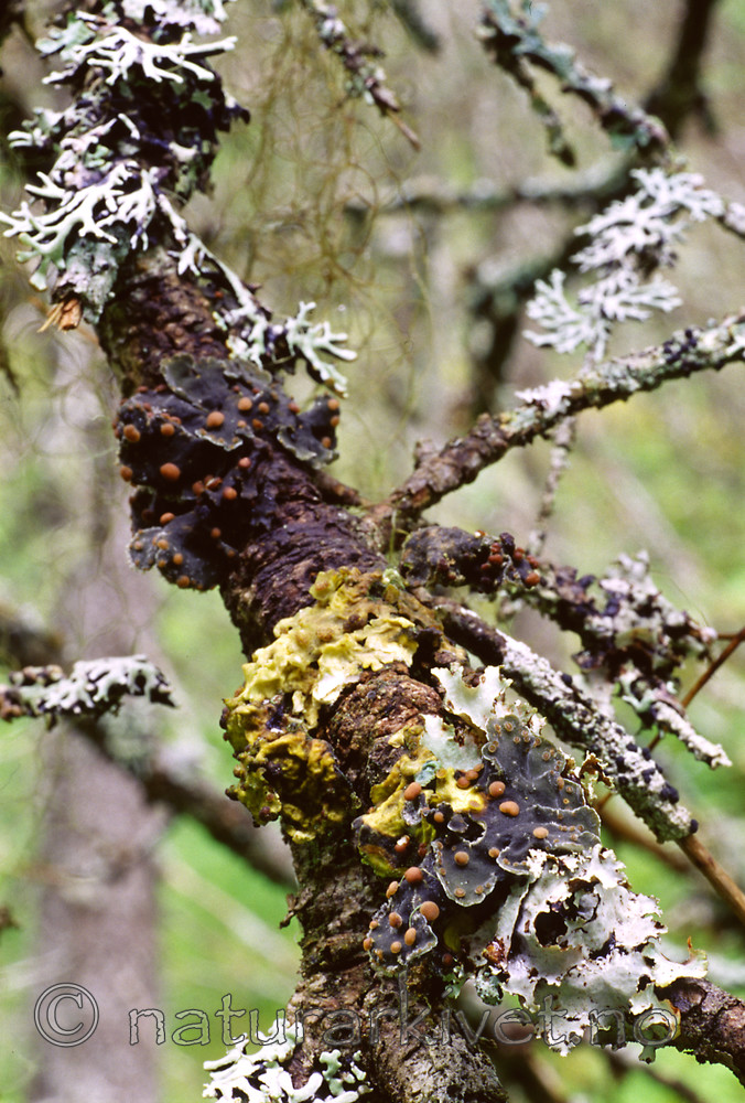 KA 12 00 0068 / Erioderma pedicellatum / Trønderlav