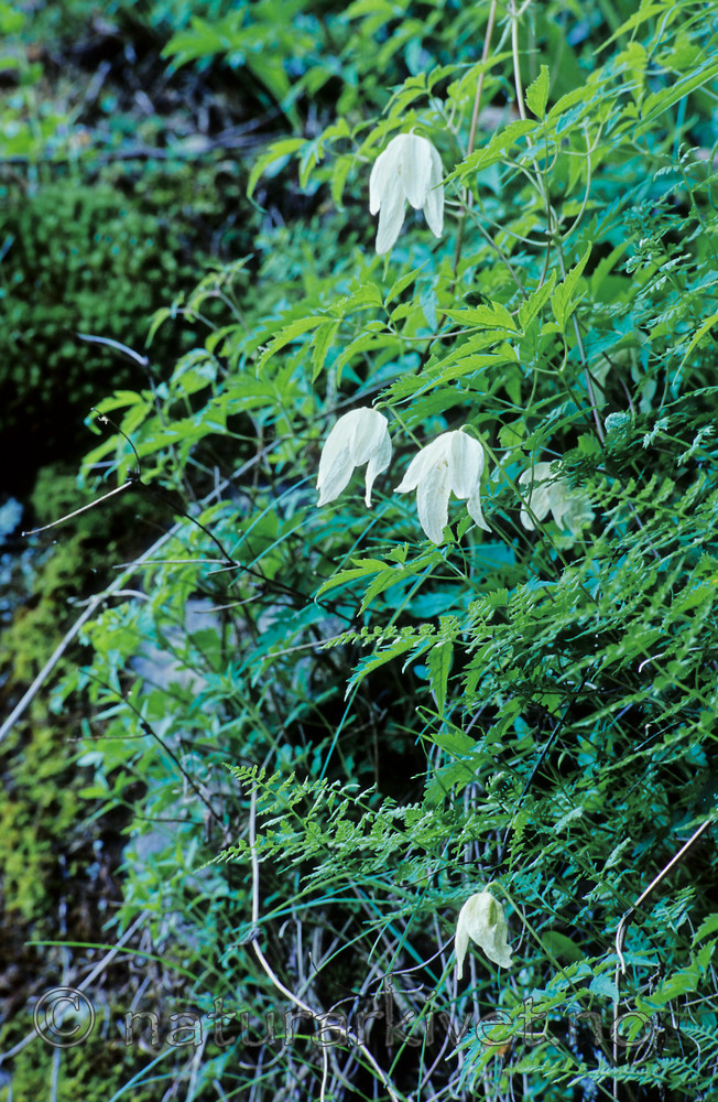 KA 13 00 0007 / Clematis sibirica / Skogranke