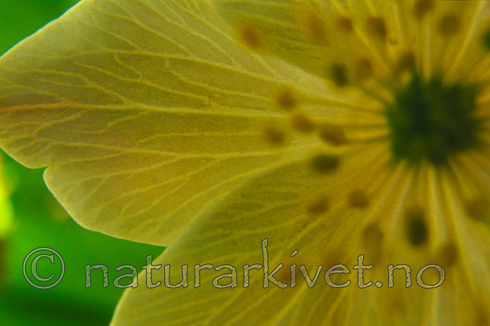 KA 13 00 0020 / Anemone nemorosa / Hvitveis