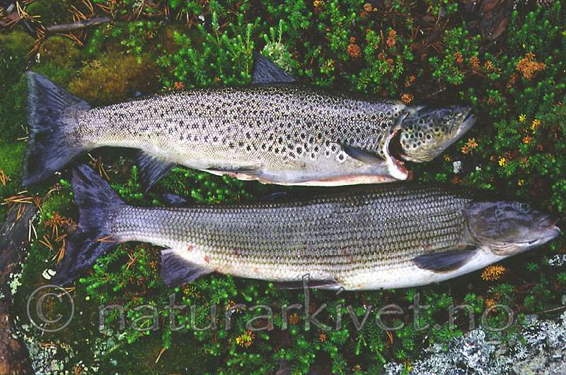 KA 99 03 0043 / Salmo trutta / ørret <br /> Thymallus thymallus / Harr
