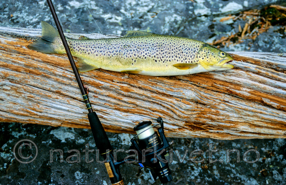 KA 99 04 0063 / Salmo trutta / ørret