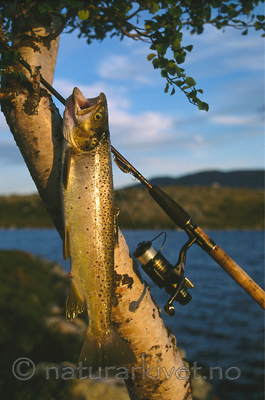 KA 99 04 0078 / Salmo trutta / ørret