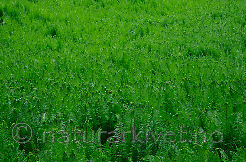 KA 99 05 0063 / Matteuccia struthiopteris / Strutseving