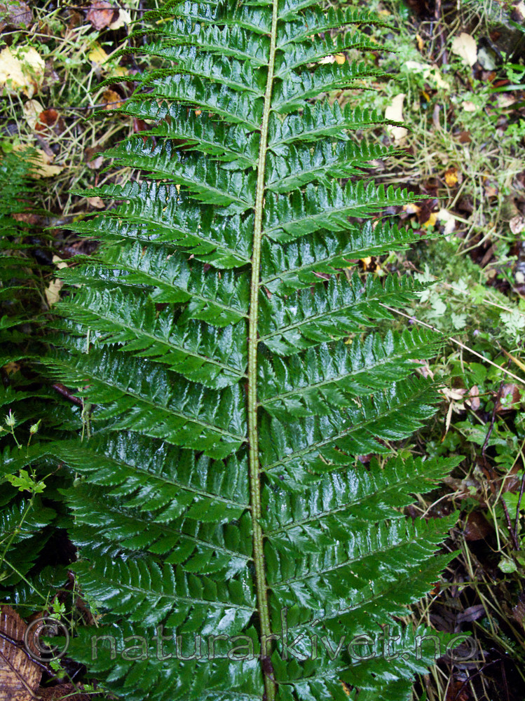 KA2_090922_0240 / Polystichum aculeatum / Falkbregne