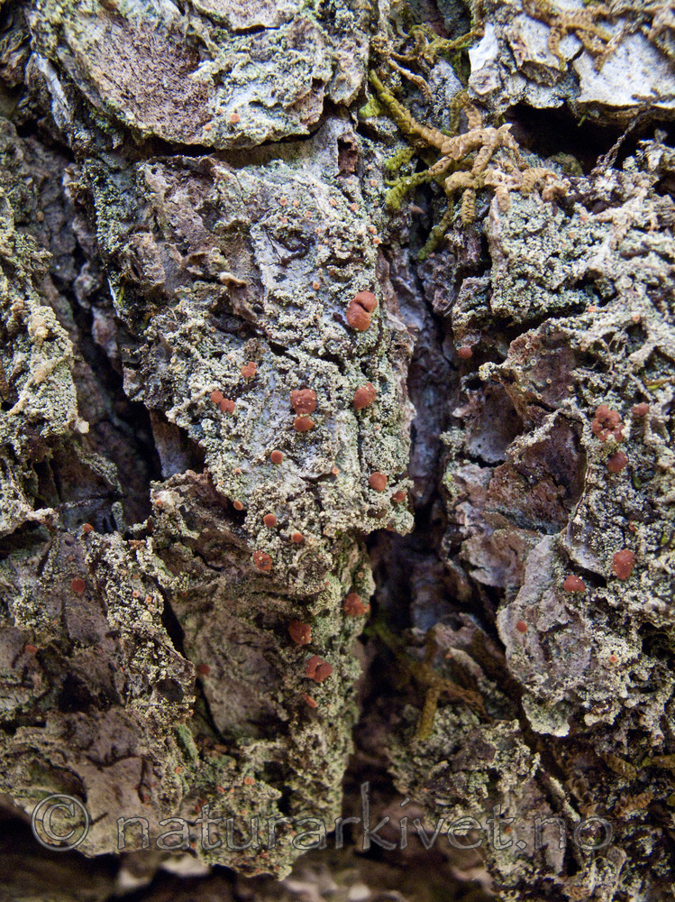KA2_090924_0314 / Bacidia rubella / Almelundlav