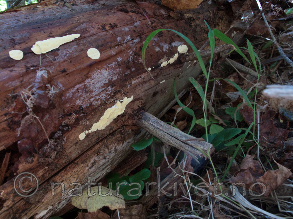 KA2_090924_0326 / Antrodiella citrinella / Gul snyltekjuke