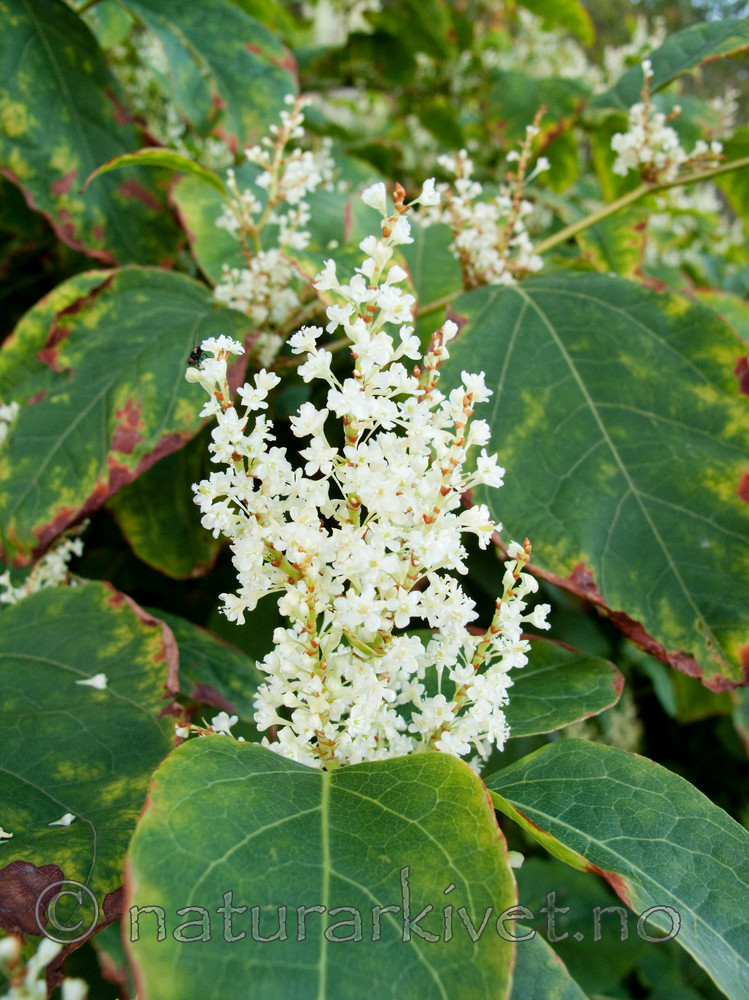 KA2_090926_0346 / Reynoutria japonica / Parkslirekne