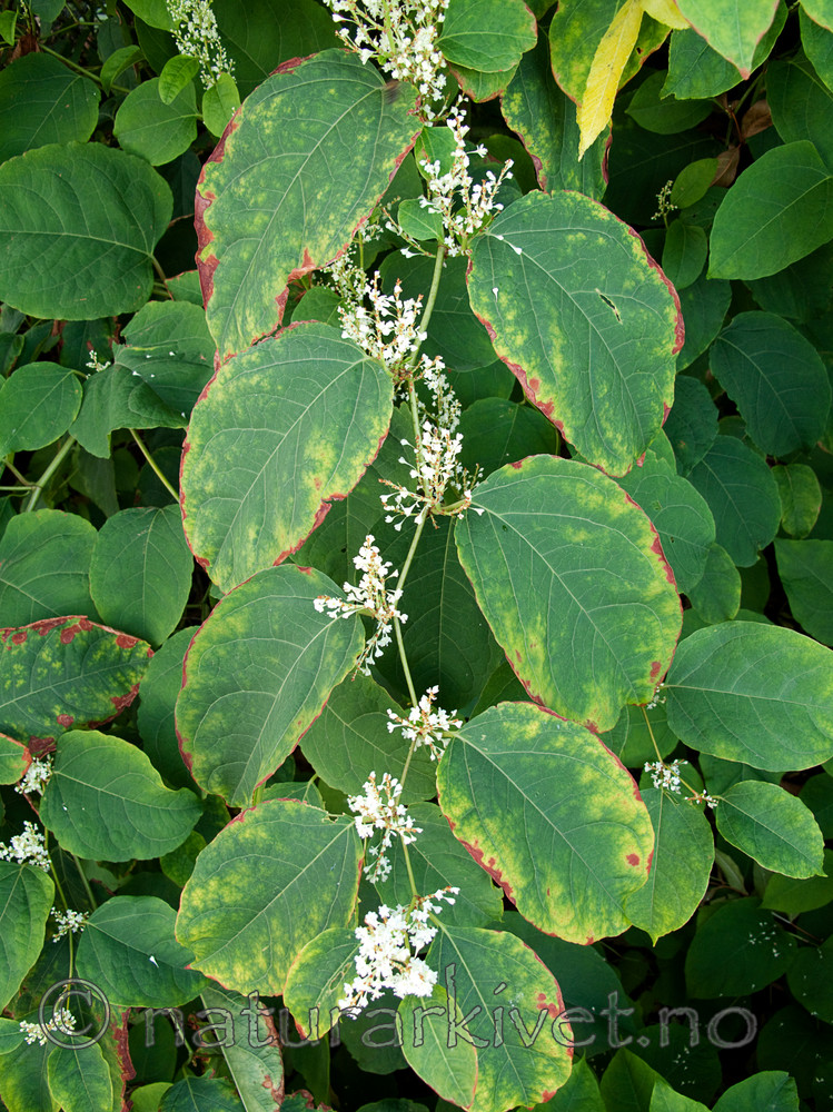 KA2_090926_0347 / Reynoutria japonica / Parkslirekne