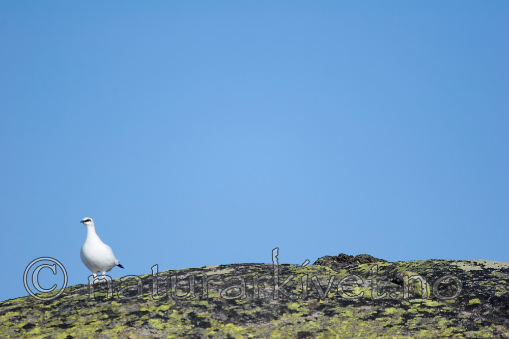 KA_05_1_2602 / Lagopus muta / Fjellrype