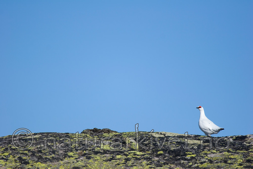 KA_05_1_2603 / Lagopus muta / Fjellrype
