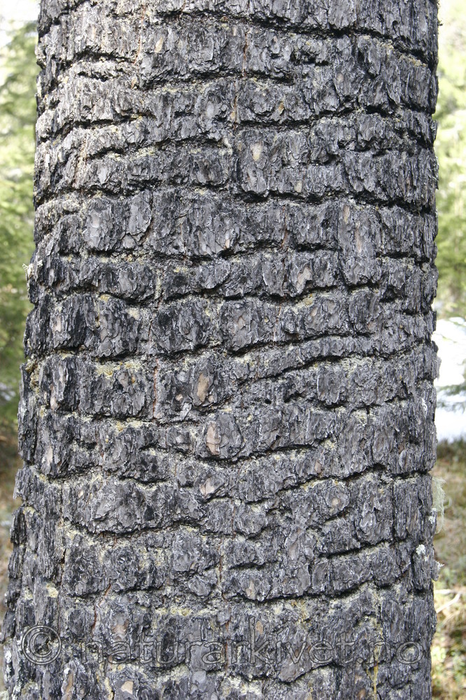 KA_05_1_2669 / Picoides tridactylus / Tretåspett