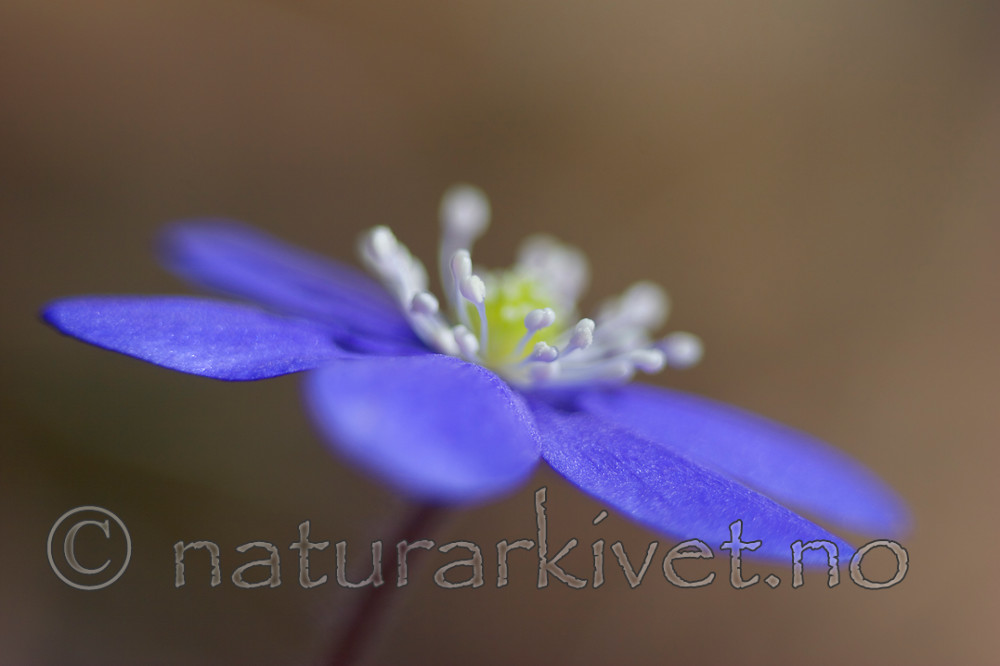 KA_05_1_2881 / Hepatica nobilis / Blåveis