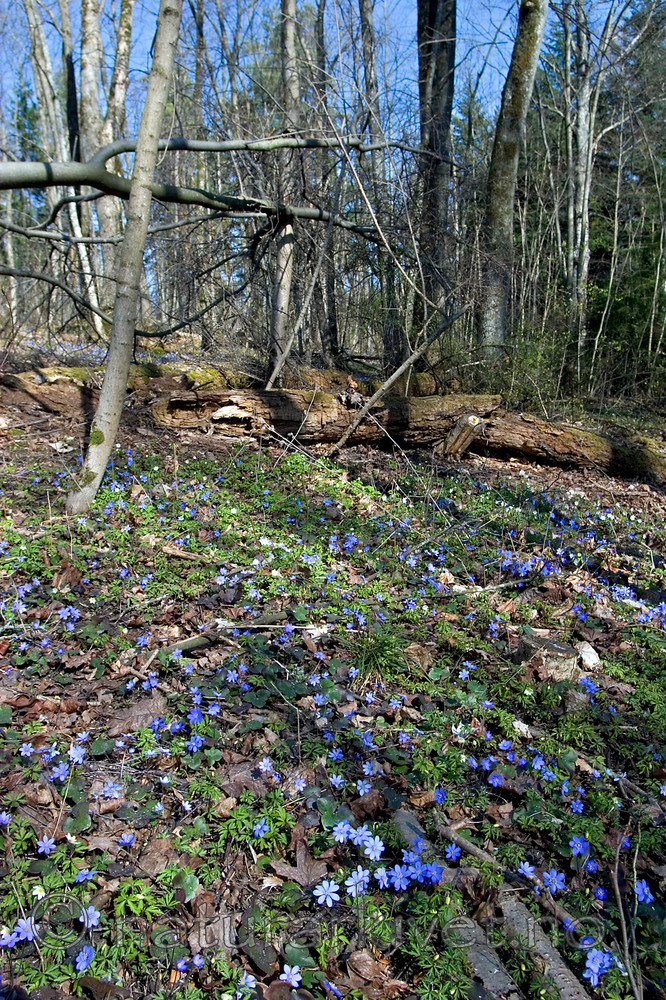 KA_05_1_2985 / Hepatica nobilis / Blåveis