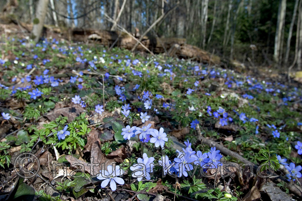 KA_05_1_2987 / Hepatica nobilis / Blåveis