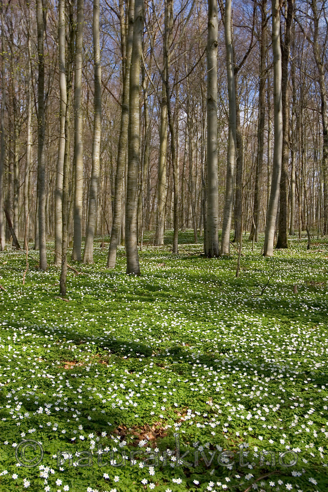 KA_05_1_3232 / Anemone nemorosa / Hvitveis