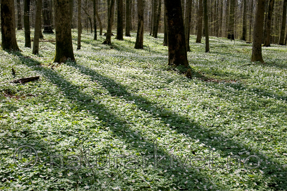 KA_05_1_3235 / Anemone nemorosa / Hvitveis