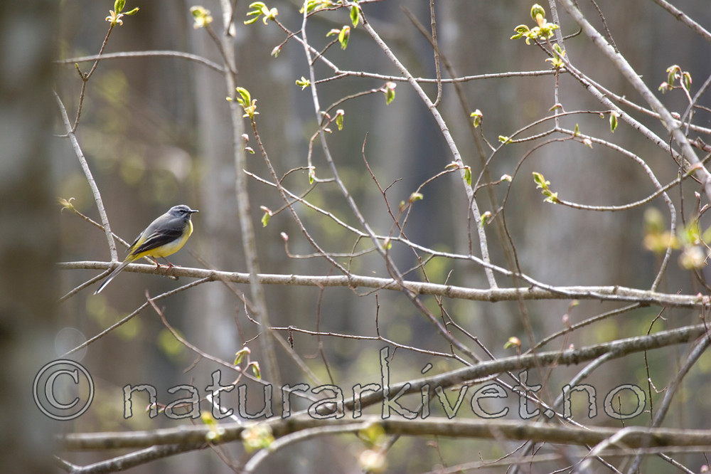 KA_05_1_3300 / Motacilla cinerea / Vintererle