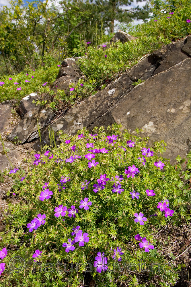 KA_05_1_3697 / Geranium sanguineum / Blodstorkenebb
