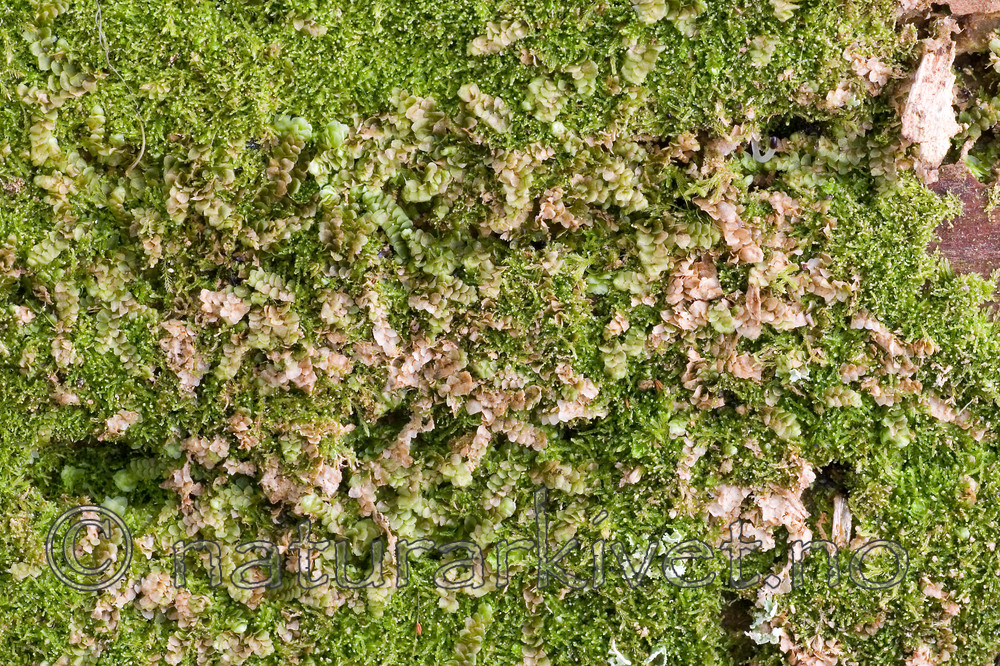 KA_05_1_3844 / Calypogeia suecica / Råteflak