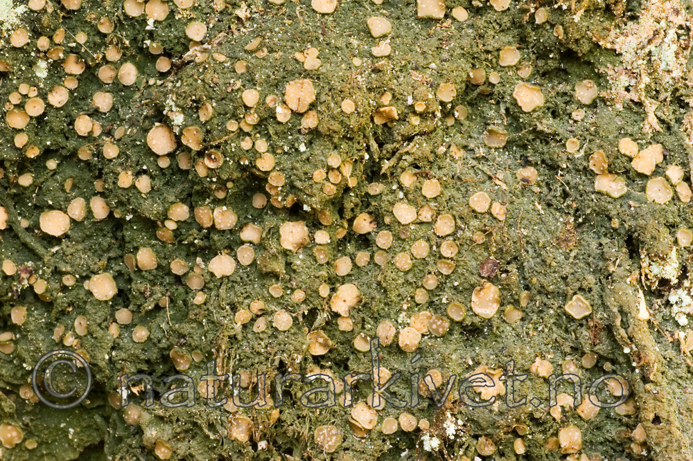 KA_05_1_3899 / Gyalecta friesii / Huldrelav