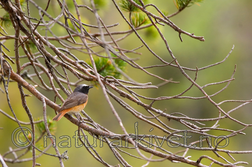 KA_05_1_3918 / Phoenicurus phoenicurus / Rødstjert