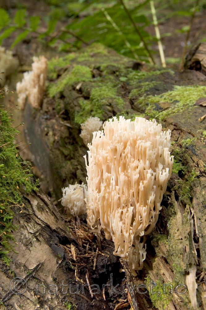 KA_05_1_4828 / Artomyces pyxidatus / Begerfingersopp