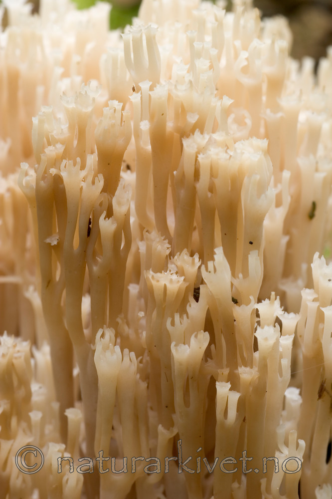 KA_05_1_4830 / Artomyces pyxidatus / Begerfingersopp
