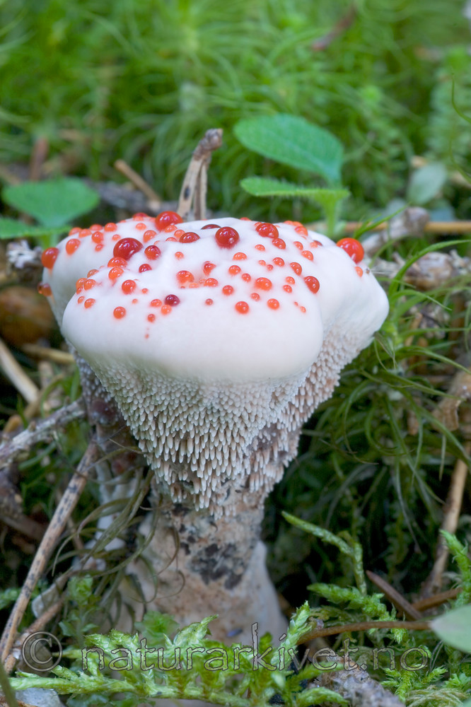 KA_05_1_4907 / Hydnellum peckii / Skarp rustbrunpigg