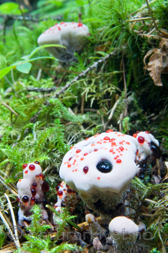 KA_05_1_4917 / Hydnellum peckii / Skarp rustbrunpigg