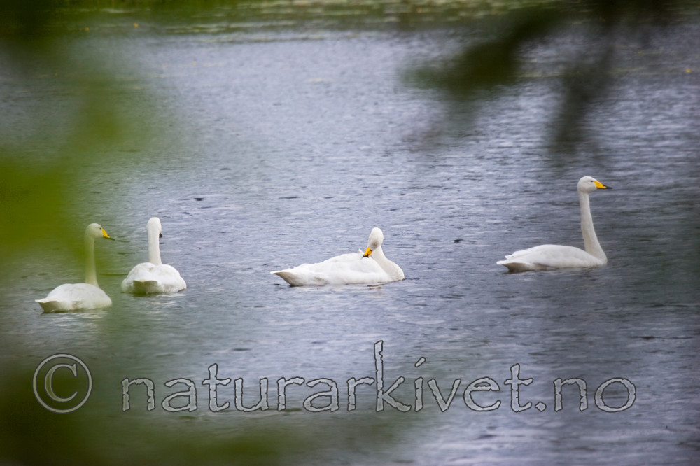 KA_05_1_4999 / Cygnus cygnus / Sangsvane