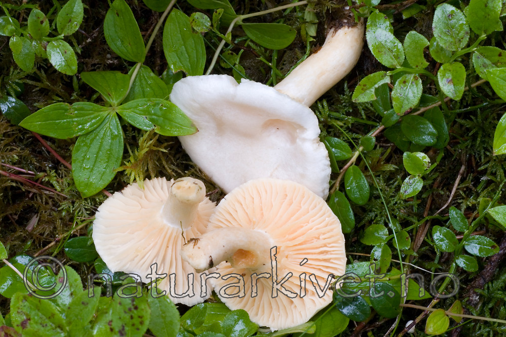 KA_05_1_5081 / Hygrophorus karstenii / Gulskivevokssopp