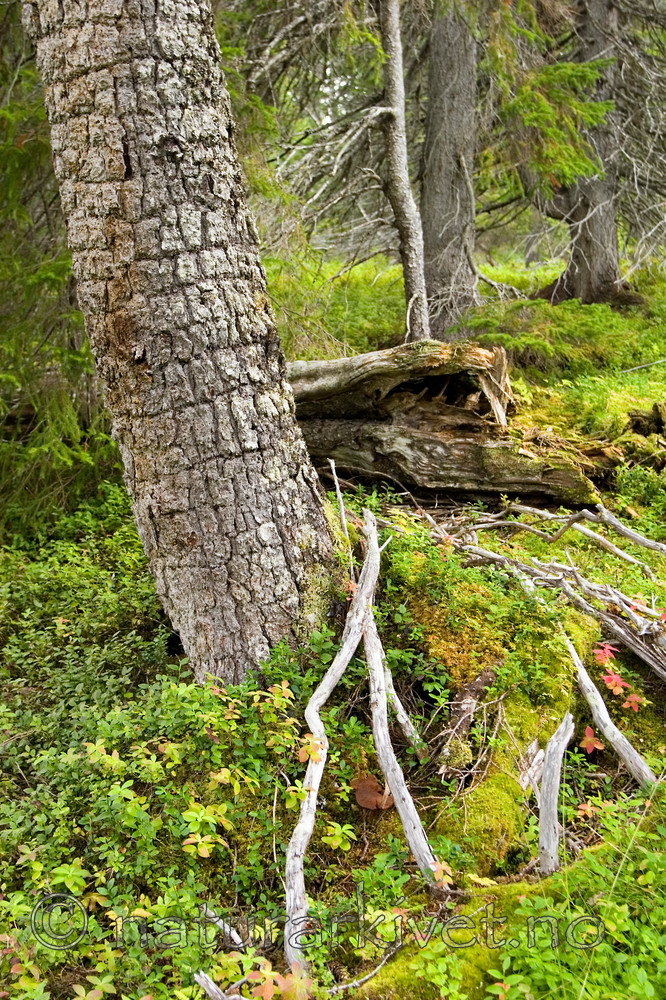 KA_05_1_5127 / Picoides tridactylus / Tretåspett