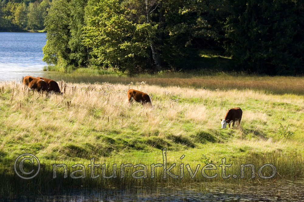 KA_05_1_5187 / Bos taurus / Storfe