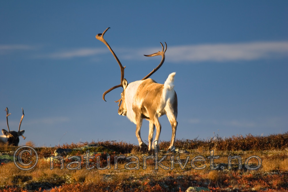 KA_05_1_5627 / Rangifer tarandus / Rein