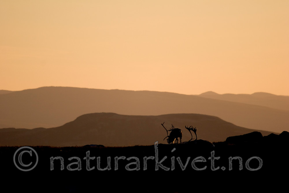 KA_05_1_5693 / Rangifer tarandus / Rein