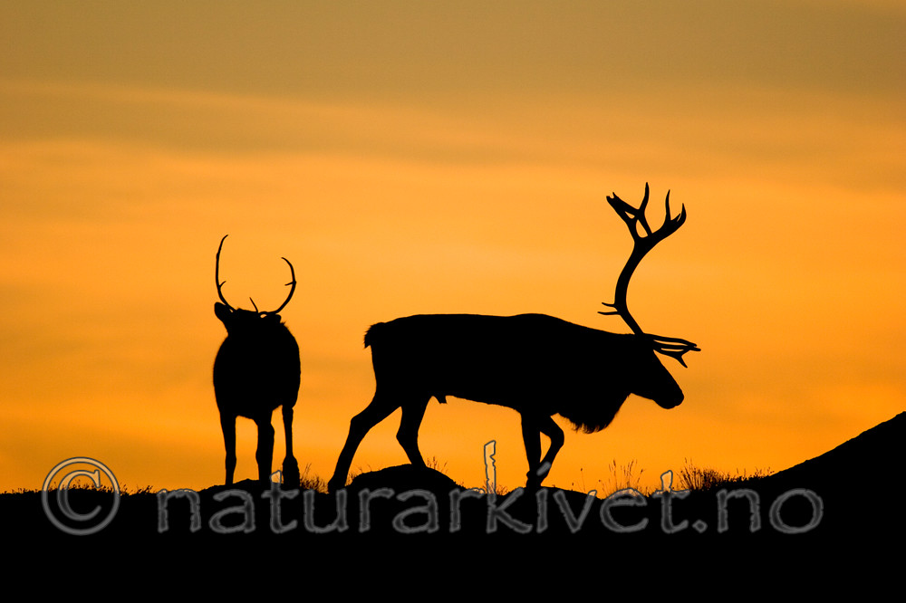 KA_05_1_5744 / Rangifer tarandus / Rein