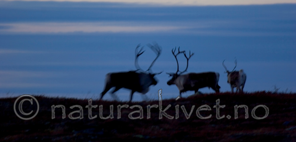 KA_05_1_5772 / Rangifer tarandus / Rein