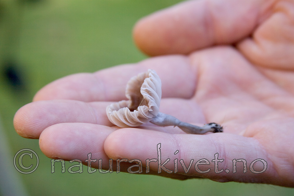 KA_05_1_5903 / Hygrocybe radiata