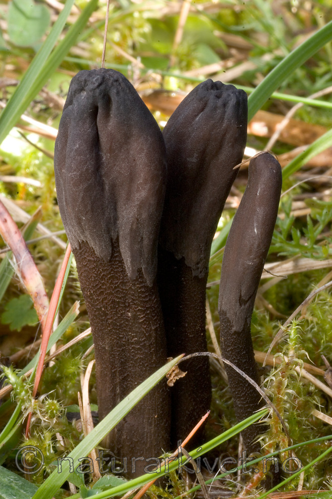 KA_05_1_5905 / Trichoglossum hirsutum / Svartlodnetunge