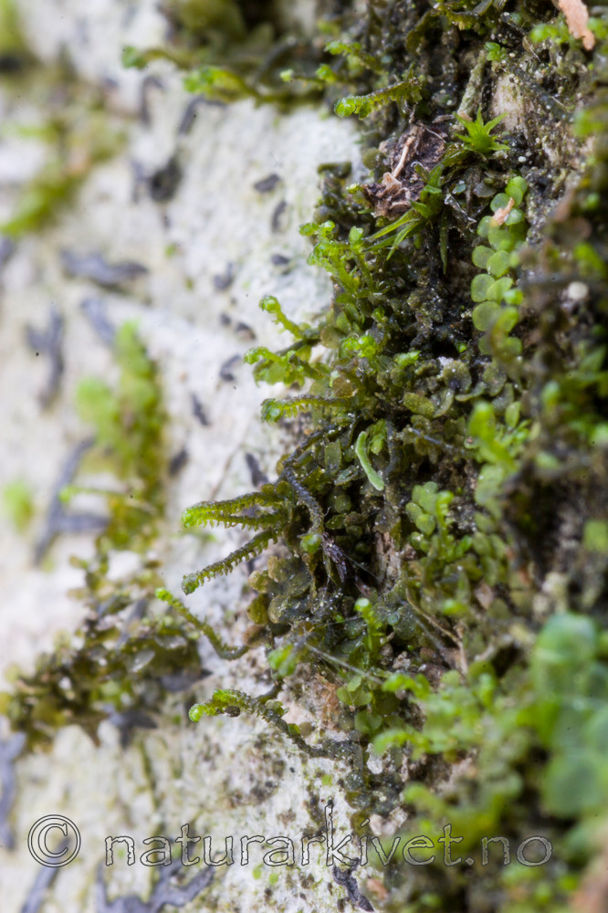 KA_05_1_6098 / Frullania bolanderi / Pelsblæremose