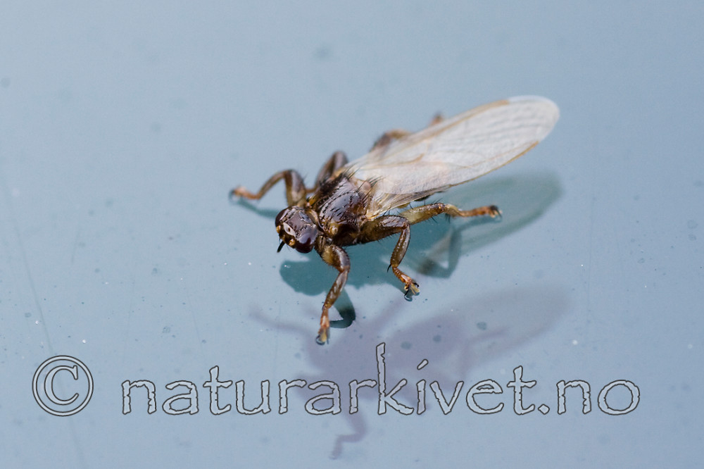 KA_05_1_6227 / Lipoptena cervi / Hjortelusflue