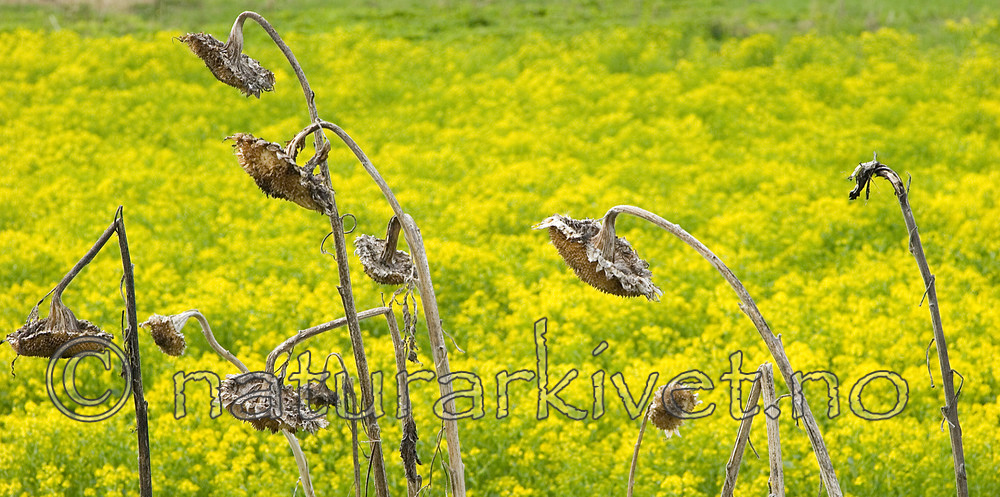 KA_06_1_0650 / Helianthus annuus / Solsikke