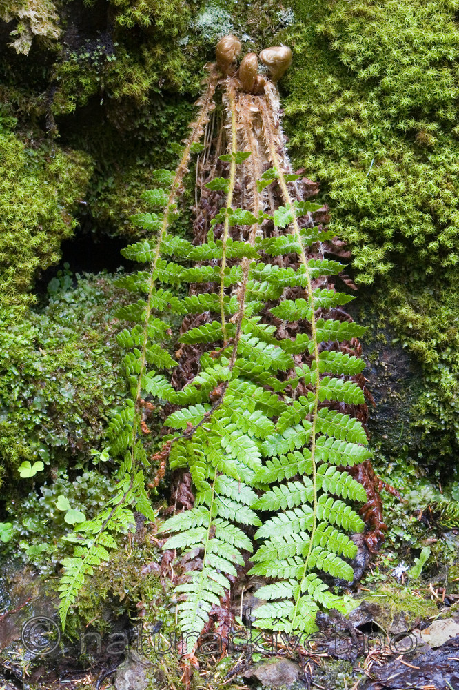 KA_06_1_0663 / Polystichum braunii / Junkerbregne
