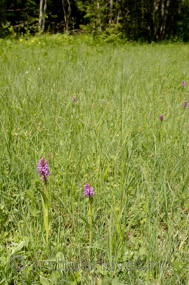 KA_06_1_0752 / Dactylorhiza incarnata / Engmarihand