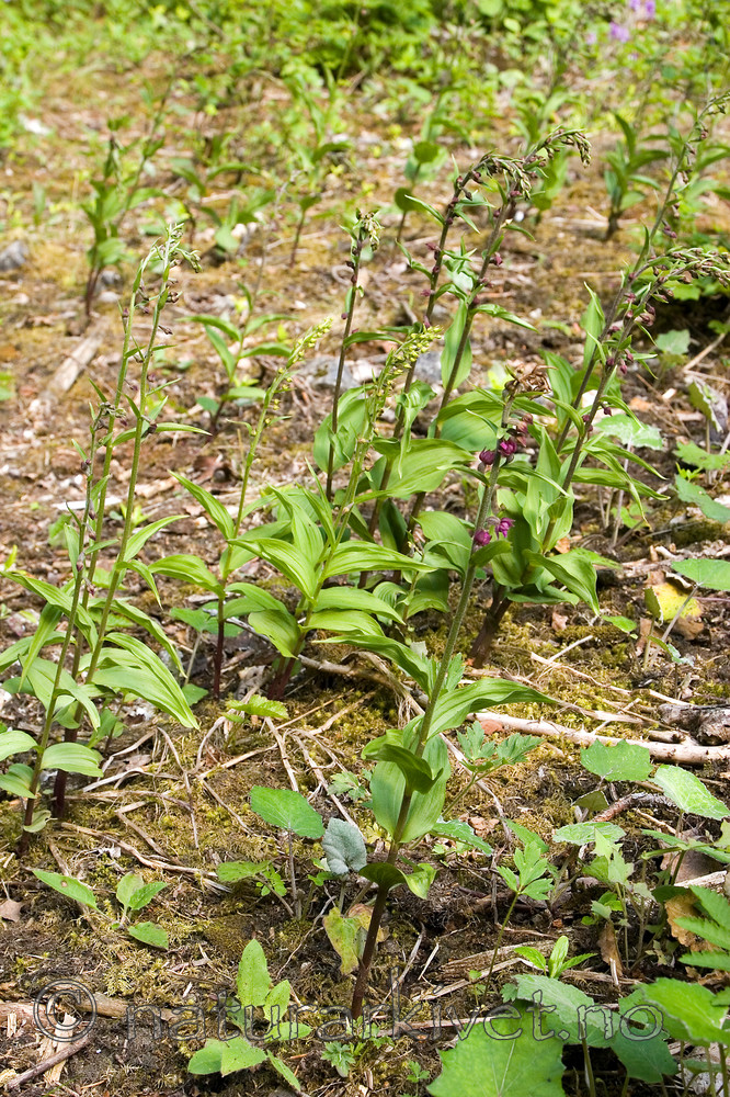 KA_06_1_0780 / Epipactis atrorubens / Rødflangre <br /> Epipactis helleborine / Breiflangre