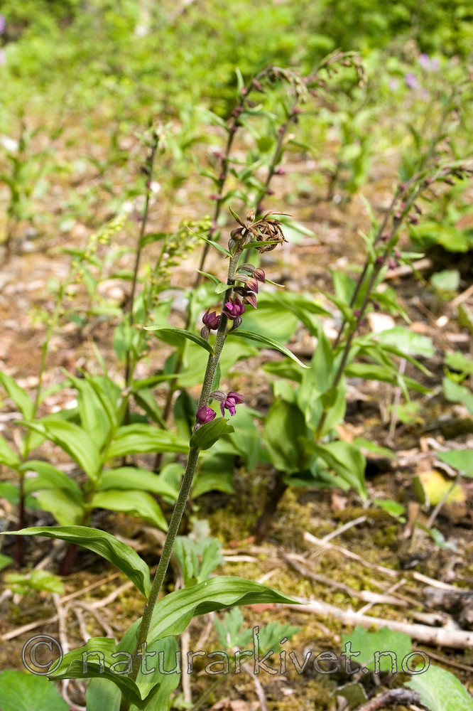 KA_06_1_0782 / Epipactis atrorubens / Rødflangre <br /> Epipactis helleborine / Breiflangre